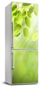 Hűtő matrica Zöld levelek FridgeStick-70x190-f-103988328