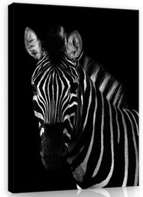 Vászonkép, Zebra, 75x100 cm méretben