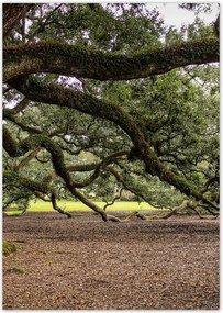Poszterek A4 Pion Szétnyitható tölgy