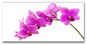 Akrilkép Rózsaszín orchidea oah-67691978