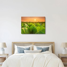 Kép - Mező (70x50 cm)