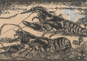 Flizelin tapéta falra Prémium vízrákok 208x146 ragasztó