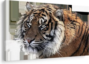 Tigris képe (90x60 cm)