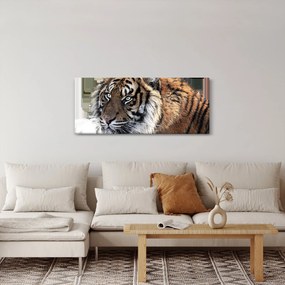 Tigris képe (120x50 cm)