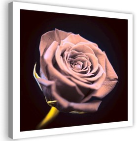 Gario Vászonkép Rózsa sötétben Méret: 30 x 30 cm