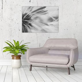 Üveg kép - Pitypang (70x50 cm)