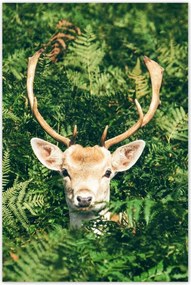 Poszterek 80x120 Szarvas felszarvazott