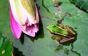 Fotográfia Green Frog, tonyoquias