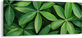Kép - Levelek harmatcseppekkel (120x50 cm)