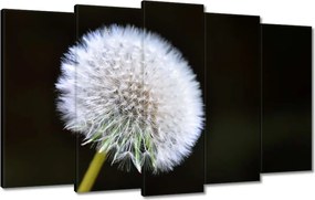 Vászonkép 100x60 Pitypang Virág Virágok