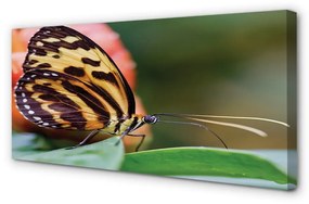 Canvas képek pillangó 120x60 cm