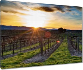 Vászonkép 80x60 Szőlőbirtok Tájkép