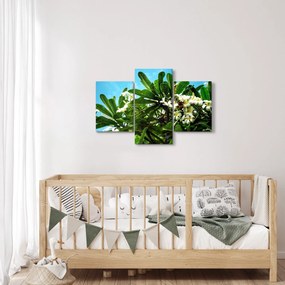 Kép - Plumeria (90x60 cm)
