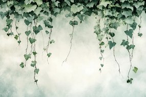 Fotótapéta Flizelina Természet Növények Borostyán Kúszó Levelek 312x219 ragasztó