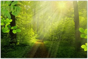Poszterek 120x80 Varázslatos erdő Sugárzás