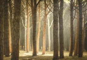 Fotótapéta – Erdő napsugarakkal (147x102 cm)