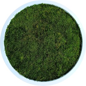 Vászonkép Moha Lapos Fa Kerek fehér keret Élő stabilizált 20 cm