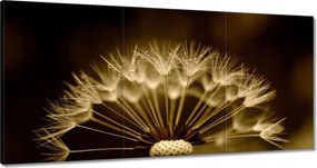 Vászonkép 180x90 Pitypang Virág Virágok