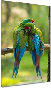 Vászonkép 80x120 Papagájok Madarak