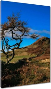 Vászonkép 80x120 Elpusztíthatatlan fa