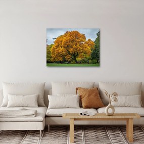 Fa képe (70x50 cm)