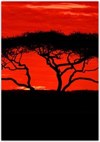 Poszterek 70x100 Akác Afrikában