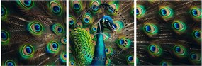 Kép – Pávatoll (órával) (90x30 cm)