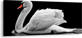 Fekete-fehér hattyúk képe (120x50 cm)