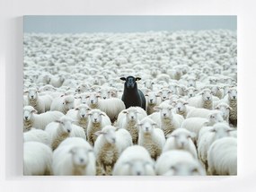 Canvas Vászonkép Bárányok B&w Csorda Eredetiség Individualizmus 100x75