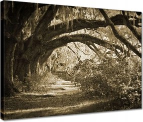 Vászonkép 40x30 Tölgyek a Szépia parkban