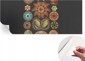 Dekoratív Öntapadós Tapéta Divatos Tengeri Minták Inspirációk 250x104 cm