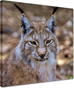 Vászonkép 30x30 Hiúz közelről Vadmacska