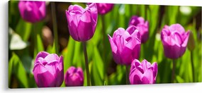 Tulipánok a réten képe (120x50 cm)