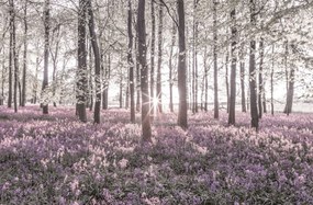 Poszter 91,5x60cm Bluebell erdő tavasszal naplementekor, Assaf Frank