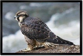 Poszter keretben 60x40 Sólyom madár