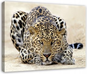 Vászonkép Leopárd Állatok Természet Hálószoba Nappali Vászon 40x30