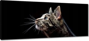 Vászonkép 100x40 Fajta nagy cica macska