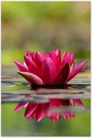 Poszterek 80x120 Vízi liliom