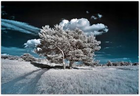 Fotótapéták 200x135 Fenséges fa