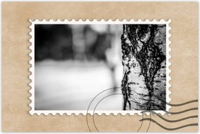 Poszterek 90x60 Nyírfa