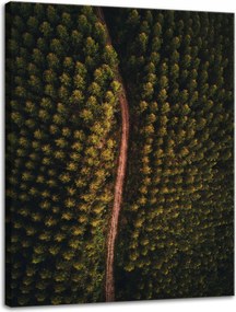 Vászonkép Természet Erdei ösvények felülről 30x40