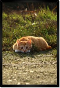 Poszterek keretben 40x60 Cica Cicák