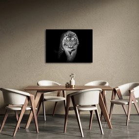 Kép - Sárga szemű tigris (70x50 cm)