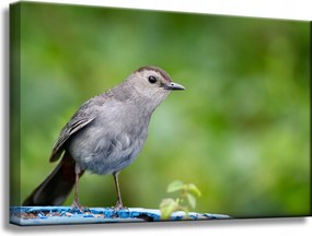 Vászonkép Állatok Ülő madár 60x40