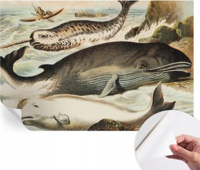 Dekoratív öntapadós fotótapéta irodába Tengeri óriások 104x70 cm