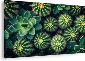 Kép - Kaktuszok (90x60 cm)