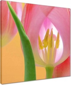 Vászonkép 40x40 Rózsaszín tulipánok