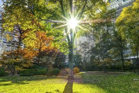 Poszter 45x30cm Napsugarak a fákon át a parkban, Assaf Frank