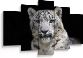 Kép - Snow Leopard (150x105 cm)