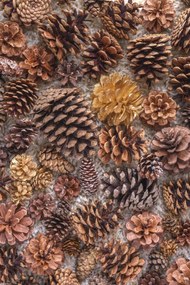 Poszter 30x45cm Fenyőtoboz, Assaf Frank